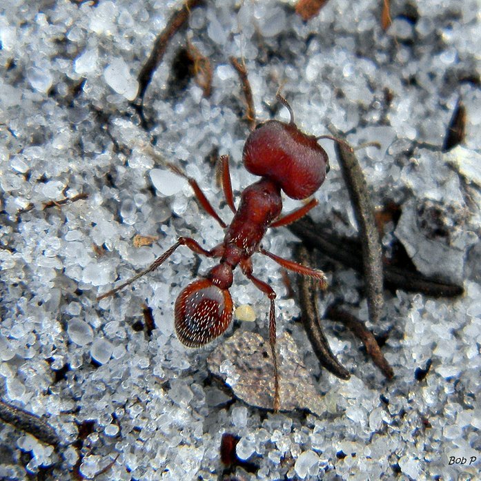 florida harvester ant semut paling berbahaya di dunia 2