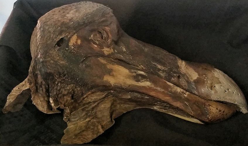 fosil burung dodo