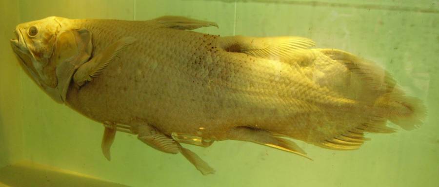 fosil ikan coelacanth