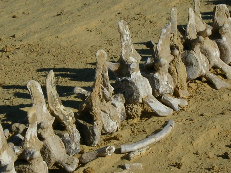 fosil ikan paus 939