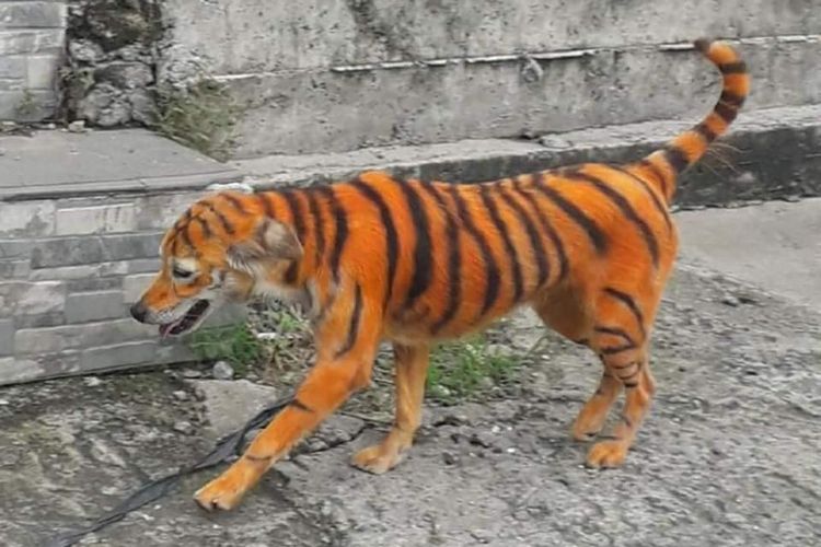 foto anjing dicat harimau