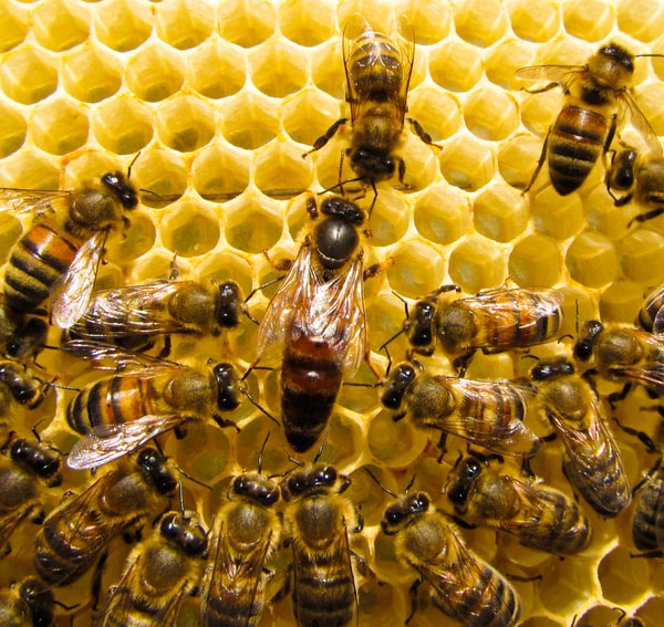 fungsi ratu lebah dalam koloni lebah
