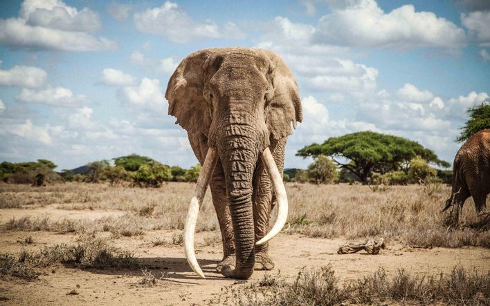 gajah afrika 321