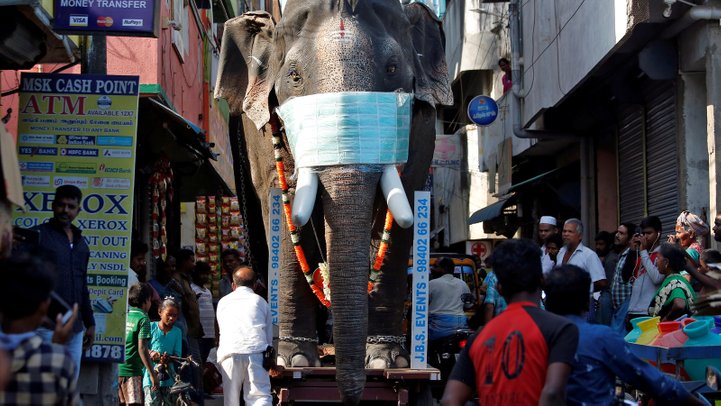 gajah dipakaikan topeng muka covid 19 india