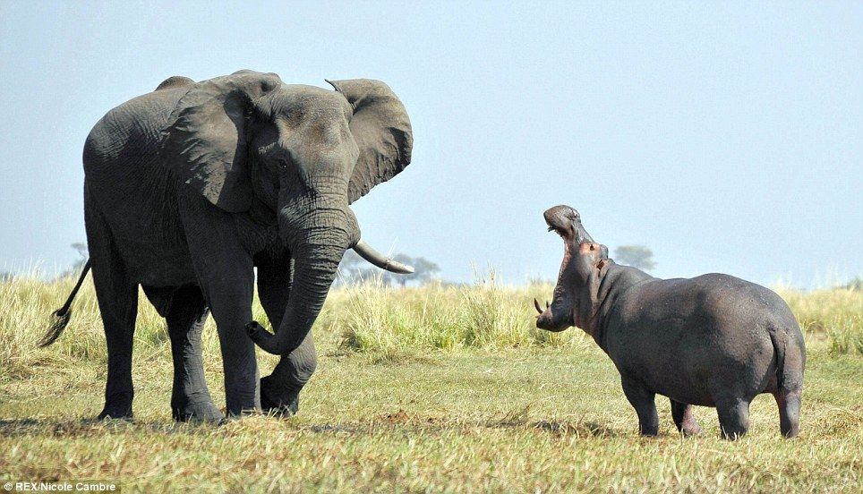 gajah gergasi hidupan yang paling tua dibunuh manusia
