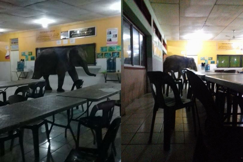 gajah sesat berkeliaran cari makanan di kantin smk telupid sabah default