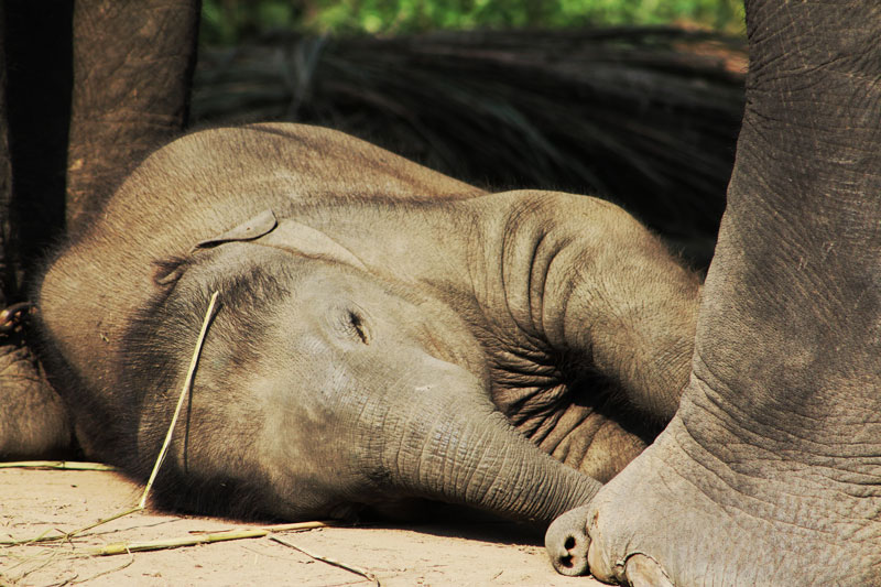gajah tidur