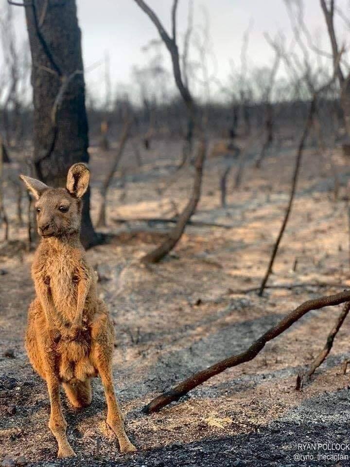 gambar sekitar kebakaran hutan di australia