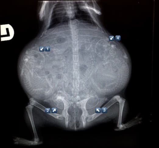 gambar x ray tikus belanda hamil
