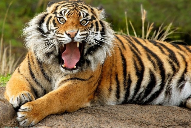 gigi harimau bengal sangat tajam