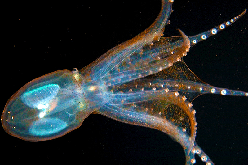glass octopus sotong gelas lut sinar