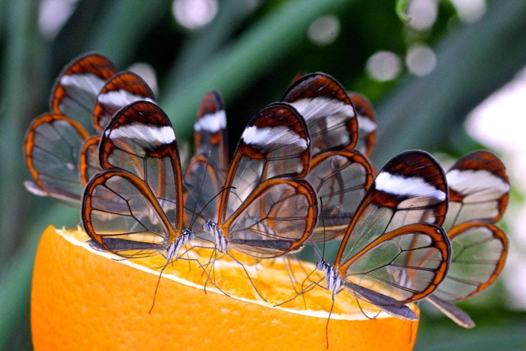 glasswing butterfly rama rama lut sinar