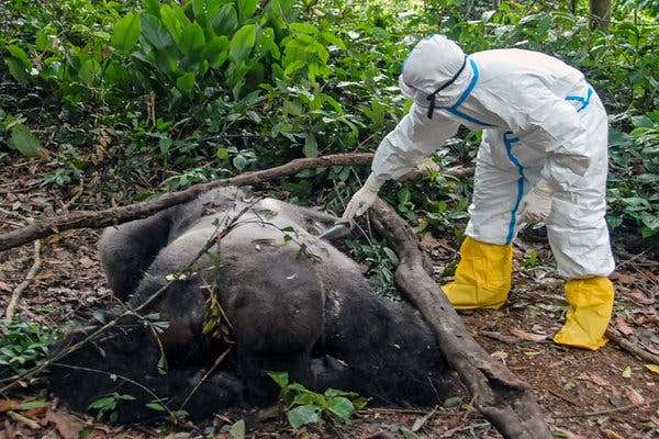 gorila mati disebabkan ebola