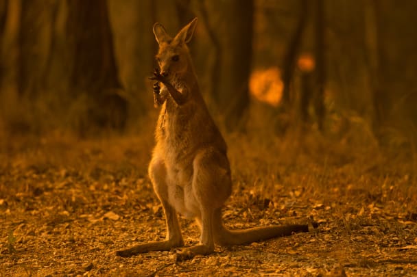 habitat haiwan musnah akibat kebakaran hutan di australia