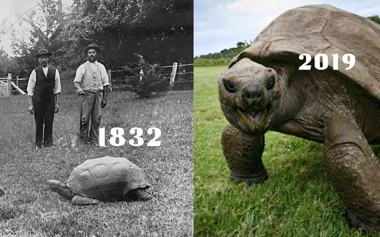 haiwan kura kura paling tua di dunia