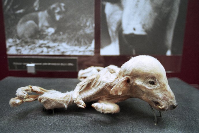 haiwan mutasi chernobyl di muzium ukrain