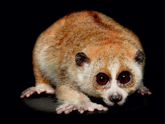 haiwan yang jarang dapat dilihat oleh manusia pygmy slow loris 724