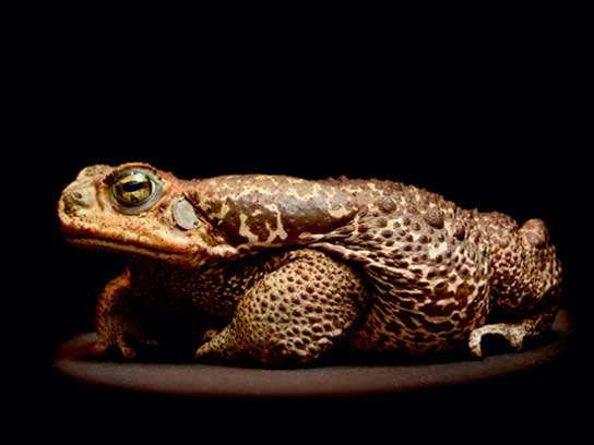 haiwan yang jarang dapat dilihat oleh manusia rococo toad 573