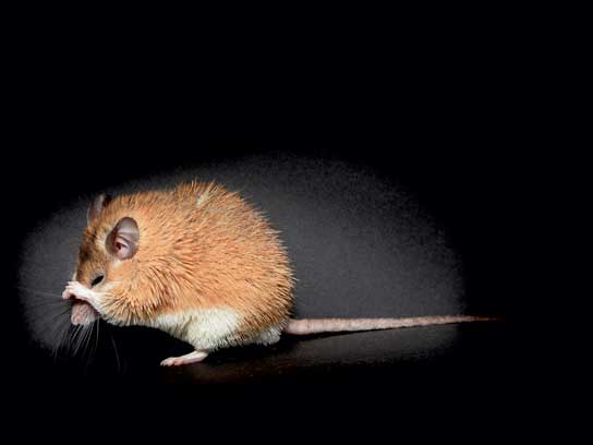 haiwan yang jarang dapat dilihat oleh manusia spiny mouse 828