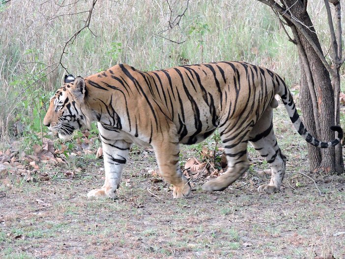 harimau bengal secara semulajadi tidak menjadikan manusia sebagai mangsa