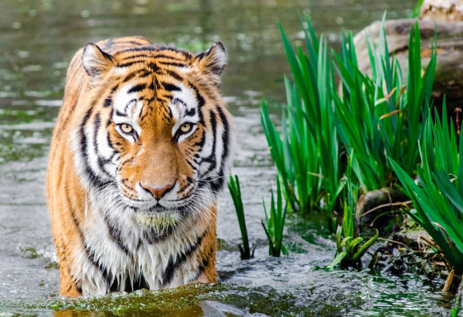 harimau bengal spesis yang tersangat bahaya