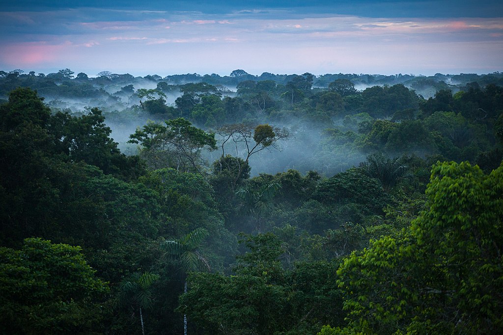 hutan amazon 10