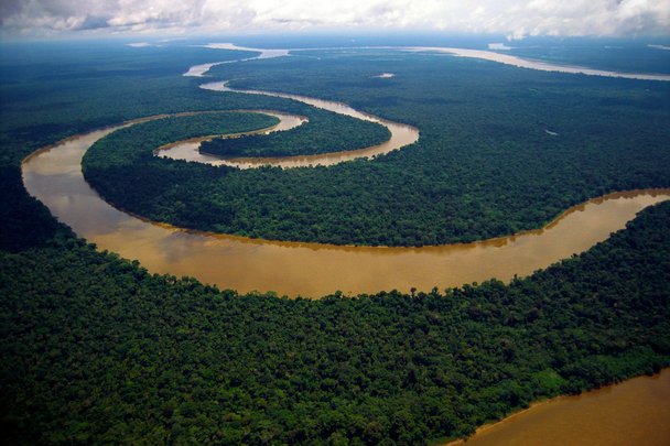 hutan amazon