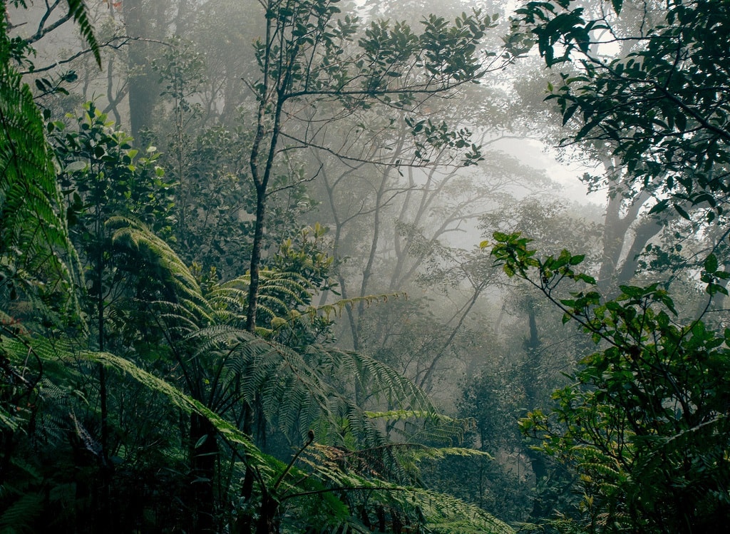 hutan hujan dataran rendah borneo