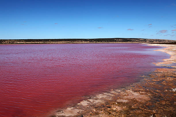 hutt lagoon tasik pink yang unik di australia