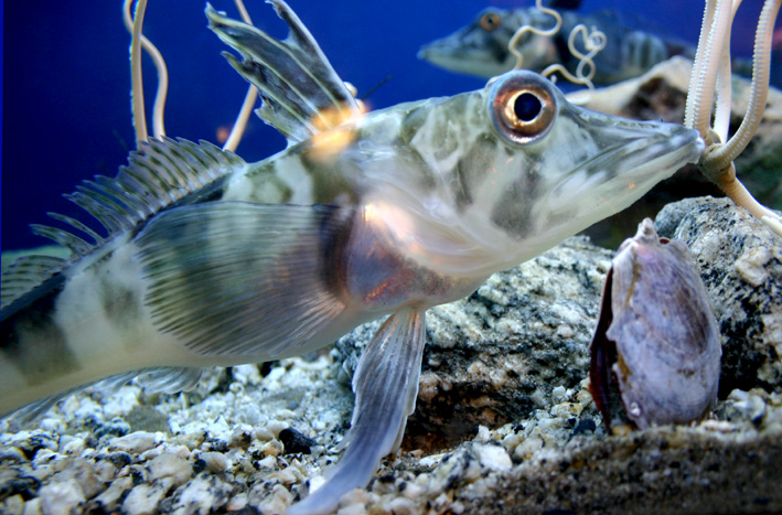 icefish chionodraco hamatus darah jernih
