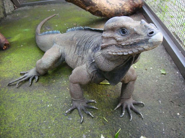 iguana badak