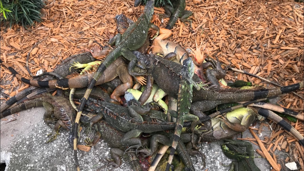 iguana beku