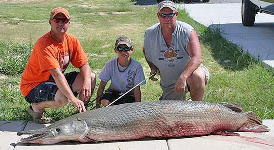 ikan alligator gar hidupan yang paling tua dibunuh manusia