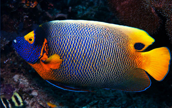 ikan blueface angel antara ikan paling cantik di dunia 311