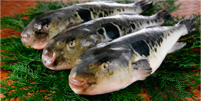 ikan buntal fugu jepun makanan tersangat mahal