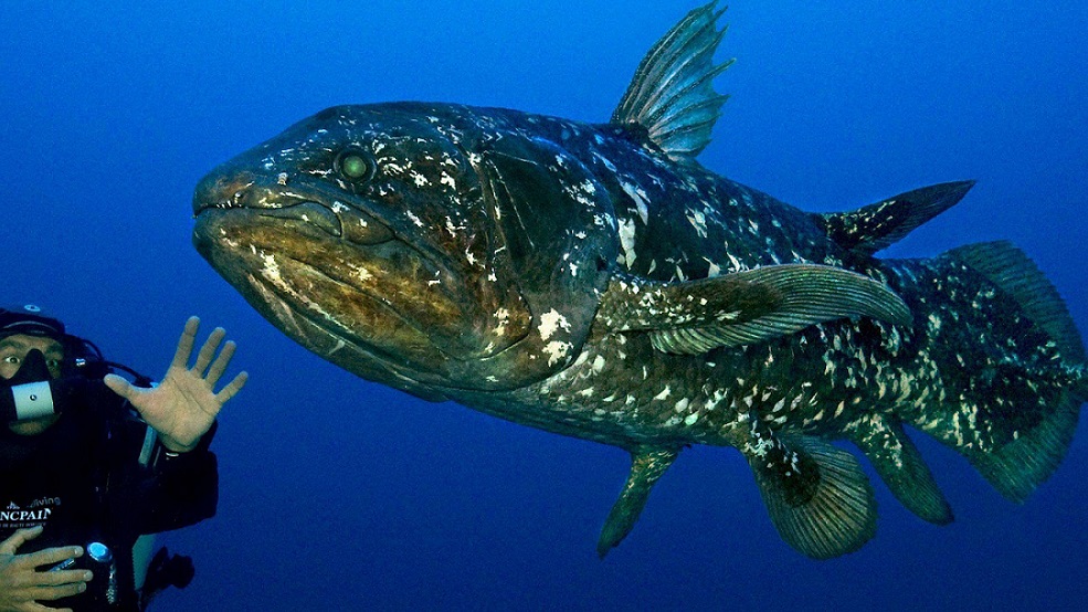 ikan coelacanth 2