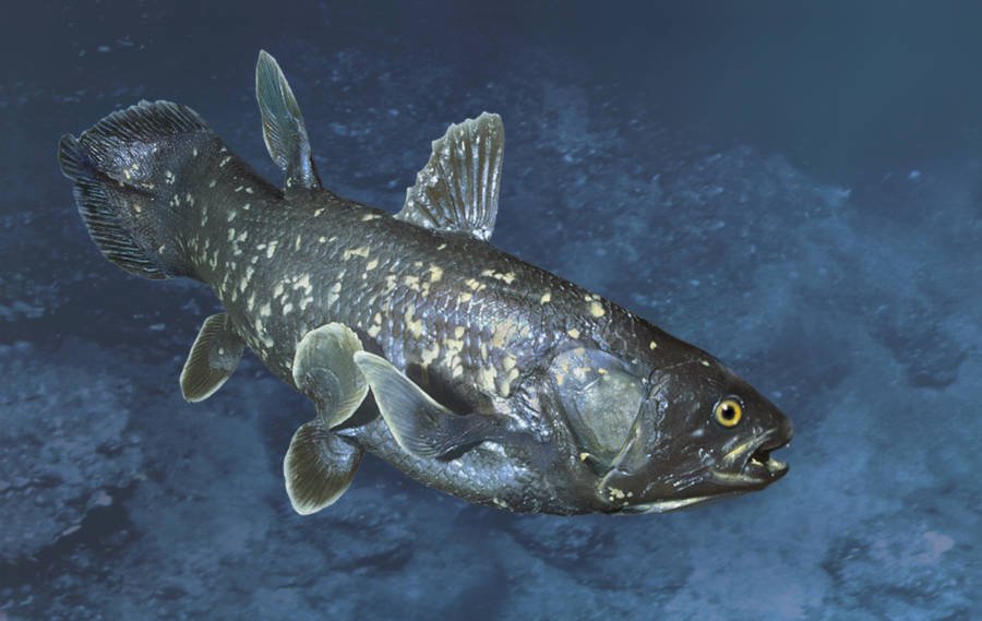 ikan coelacanth 601