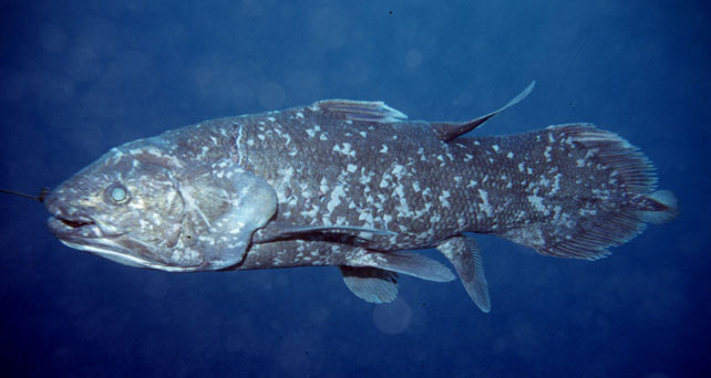 ikan coelacanth
