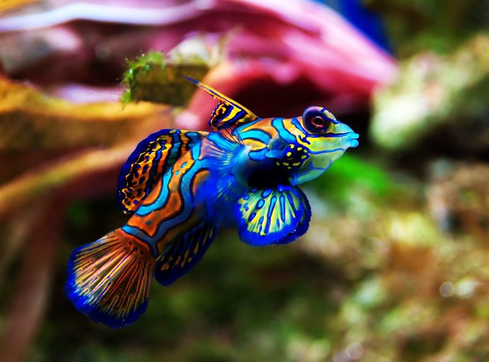 7 Ikan Paling Cantik Di Dunia | Iluminasi