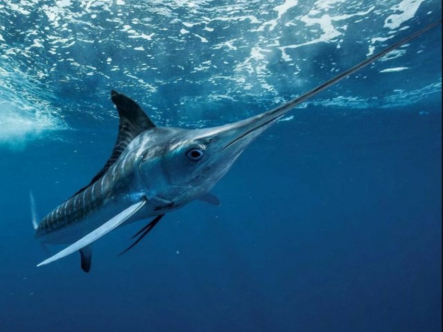 ikan marlin paling laju di dunia