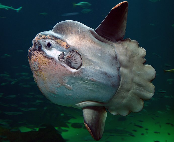 ikan mola mola dengan rupa pelik