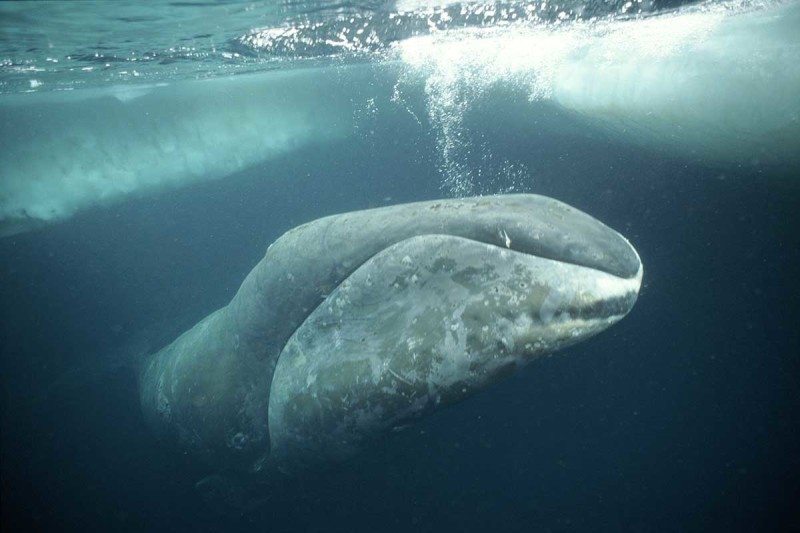 ikan paus bowhead hidupan yang paling tua dibunuh manusia