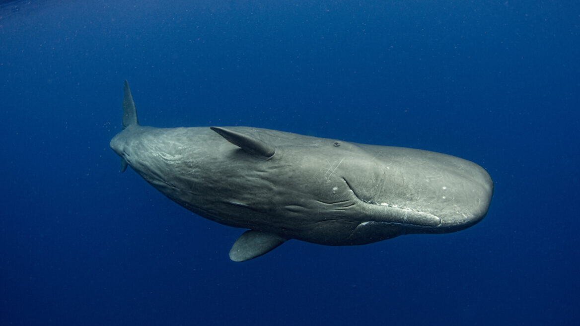 ikan paus sperma miliki otak paling besar di dunia
