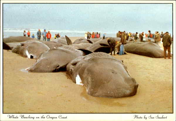 ikan paus terdampar di oregon 1979