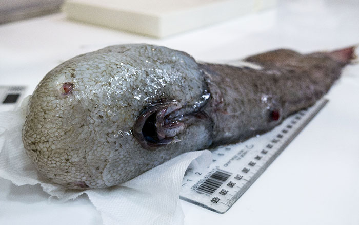 ikan tanpa muka 12 makhluk dasar laut yang sangat pelik dan dahsyat