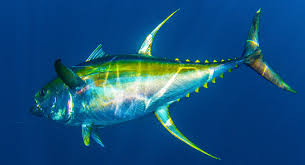 ikan tuna yellowfin
