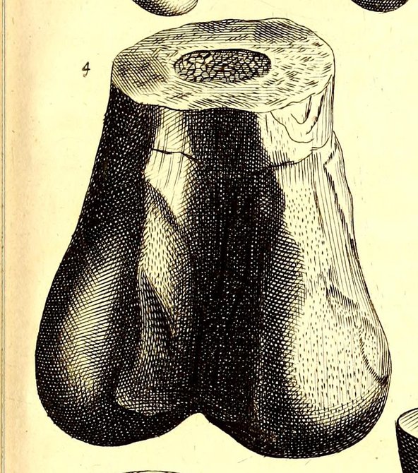 ilustrasi tulang dinosaur pertama yang diterbitkan