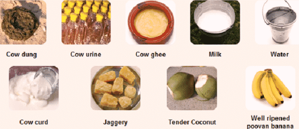 ingredients of panchagavya kandungan penghasilan