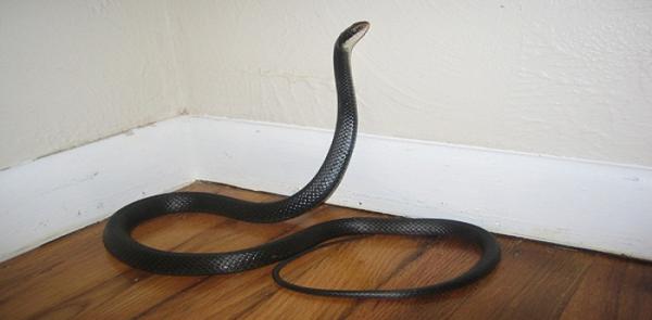 ini tindakan yang perlu dilakukan jika ular masuk ke dalam rumah anda