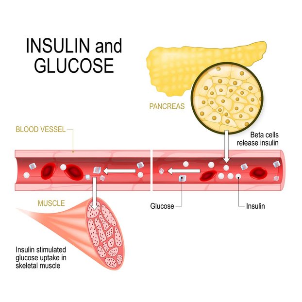 insulin dan glukosa